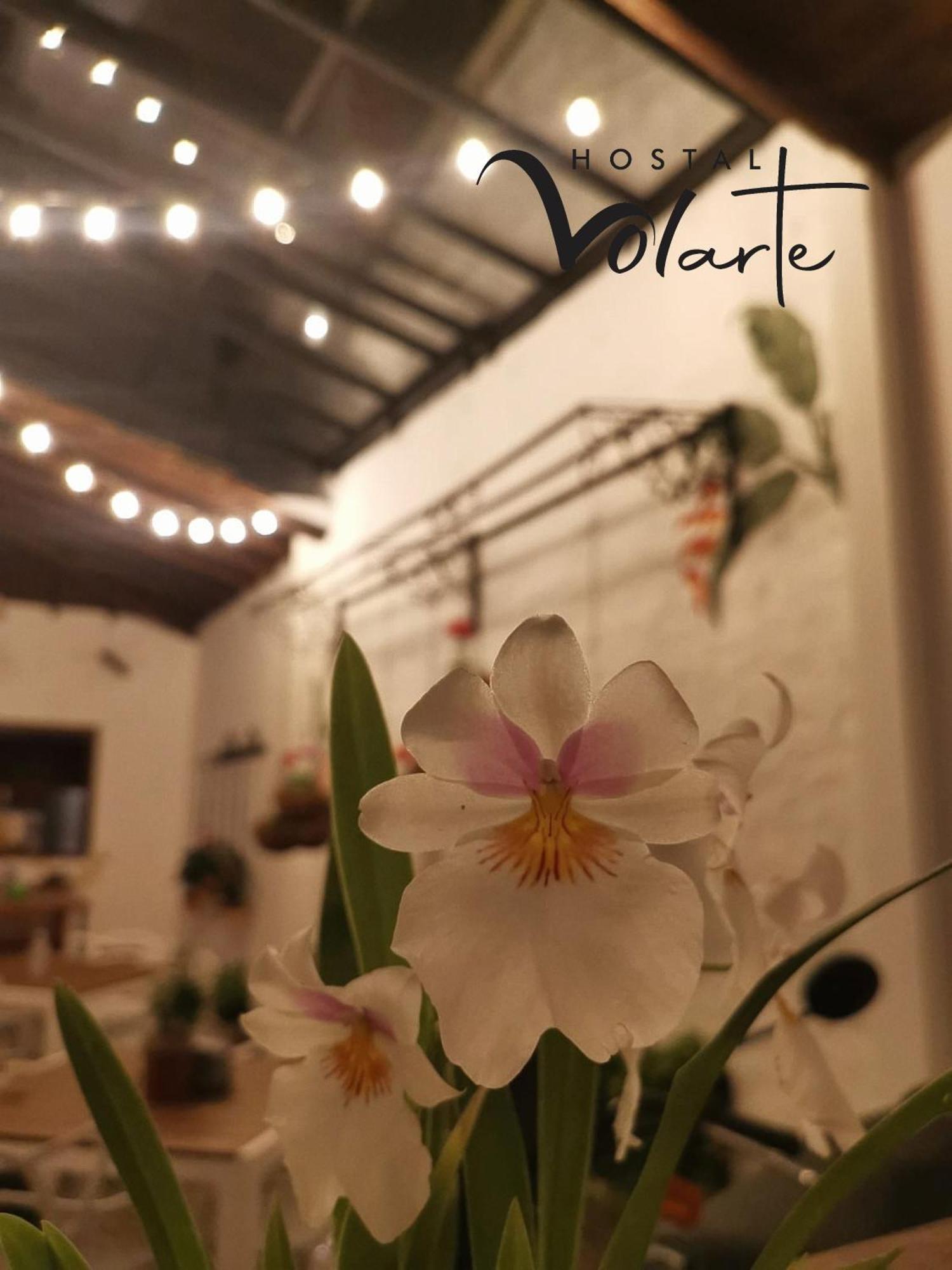 Volarte Hostal Jardin Exterior foto